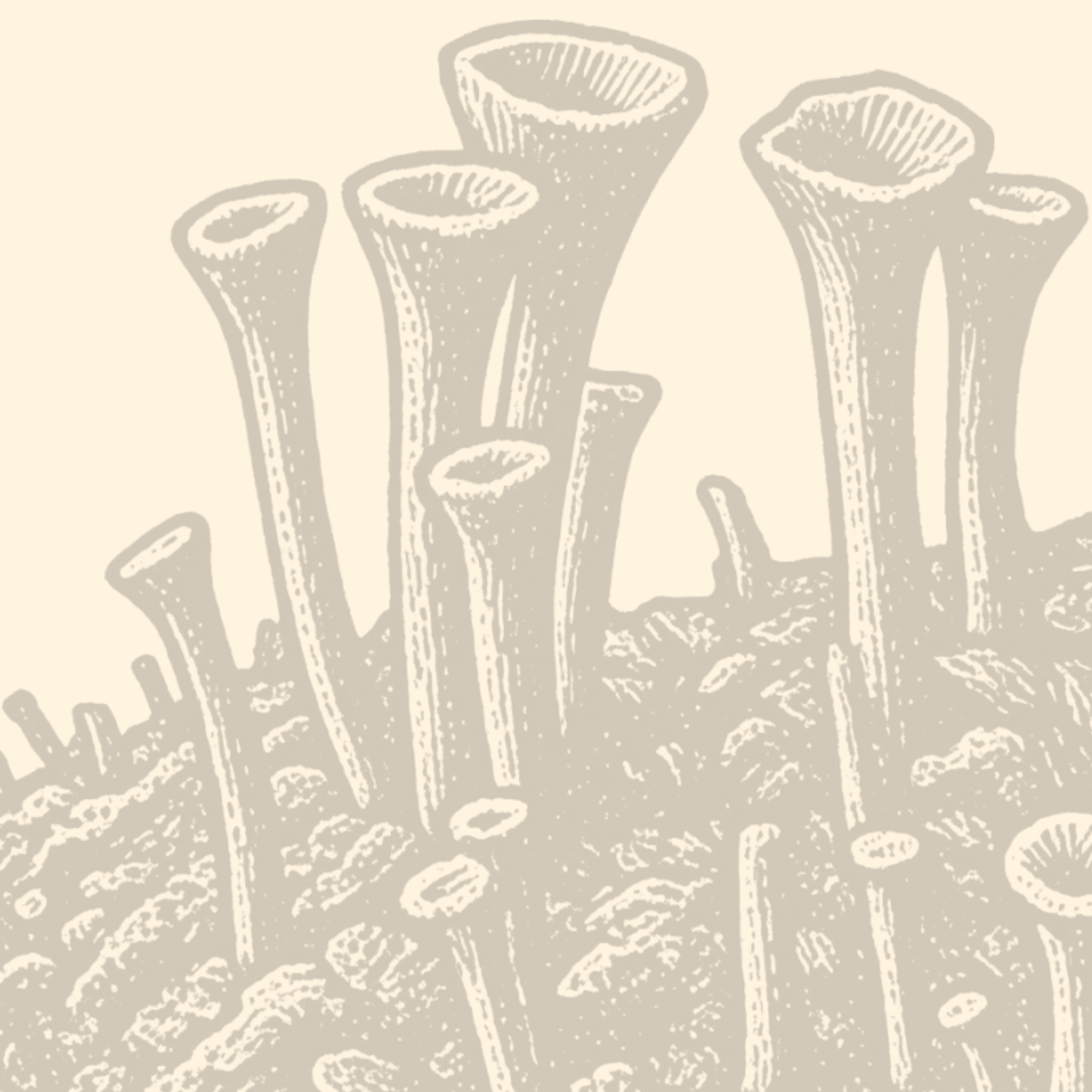 Logo & Pixie cup lichen (1)